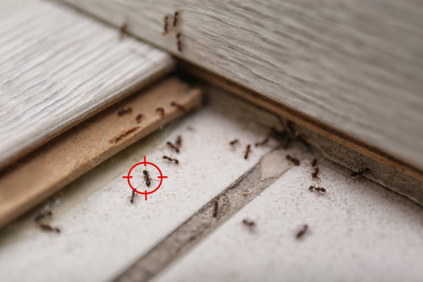 Best Mosquito Control Services  in Olivet, TN