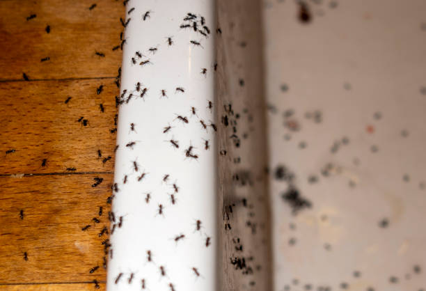 Reliable Olivet, TN Pest Control Solutions