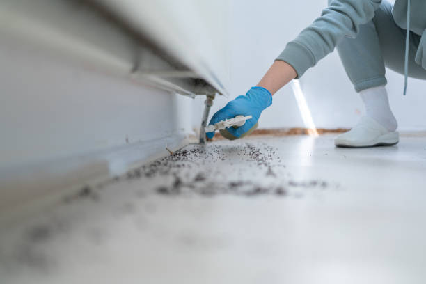 Best Affordable Pest Control Services  in Olivet, TN